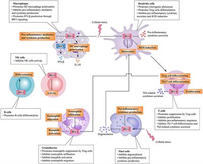 Immunomodulatory Effects of Heme Oxygenase-1 in Kidney Disease